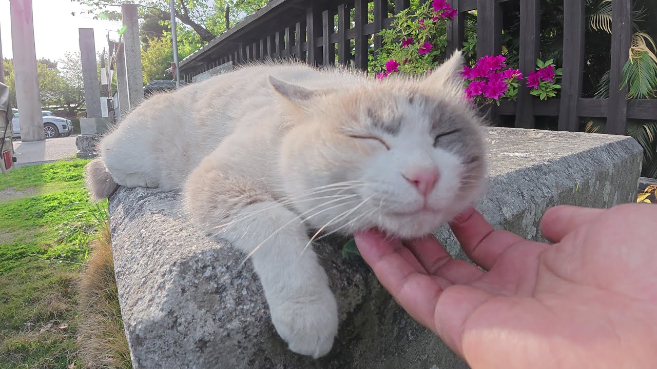 たぬき猫様 神社の境内をパトロールしていたタヌキ猫と黒猫をモフモフすると