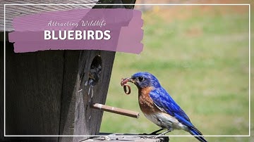 Setting Up a Bluebird House and Attracting Bluebirds to Your Yard
