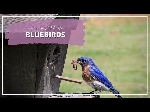 Video: Hoe hoog moeten huizen met blauwe vogels zijn?