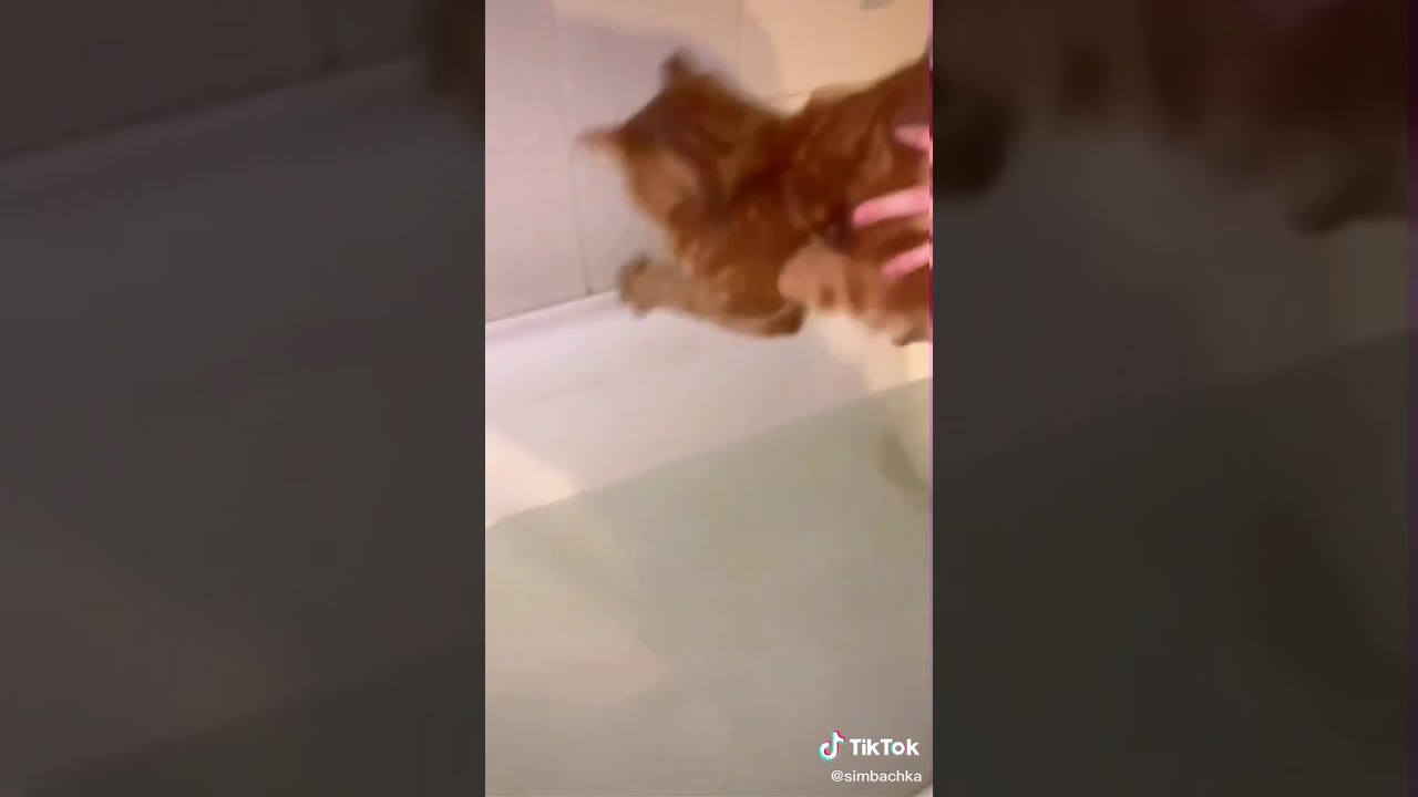 Картинки симбочки пимпочки