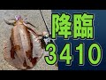 遂に出た‼３キロオーバー降臨‼第2回えすぴーきんぐエギング大会 egging squid