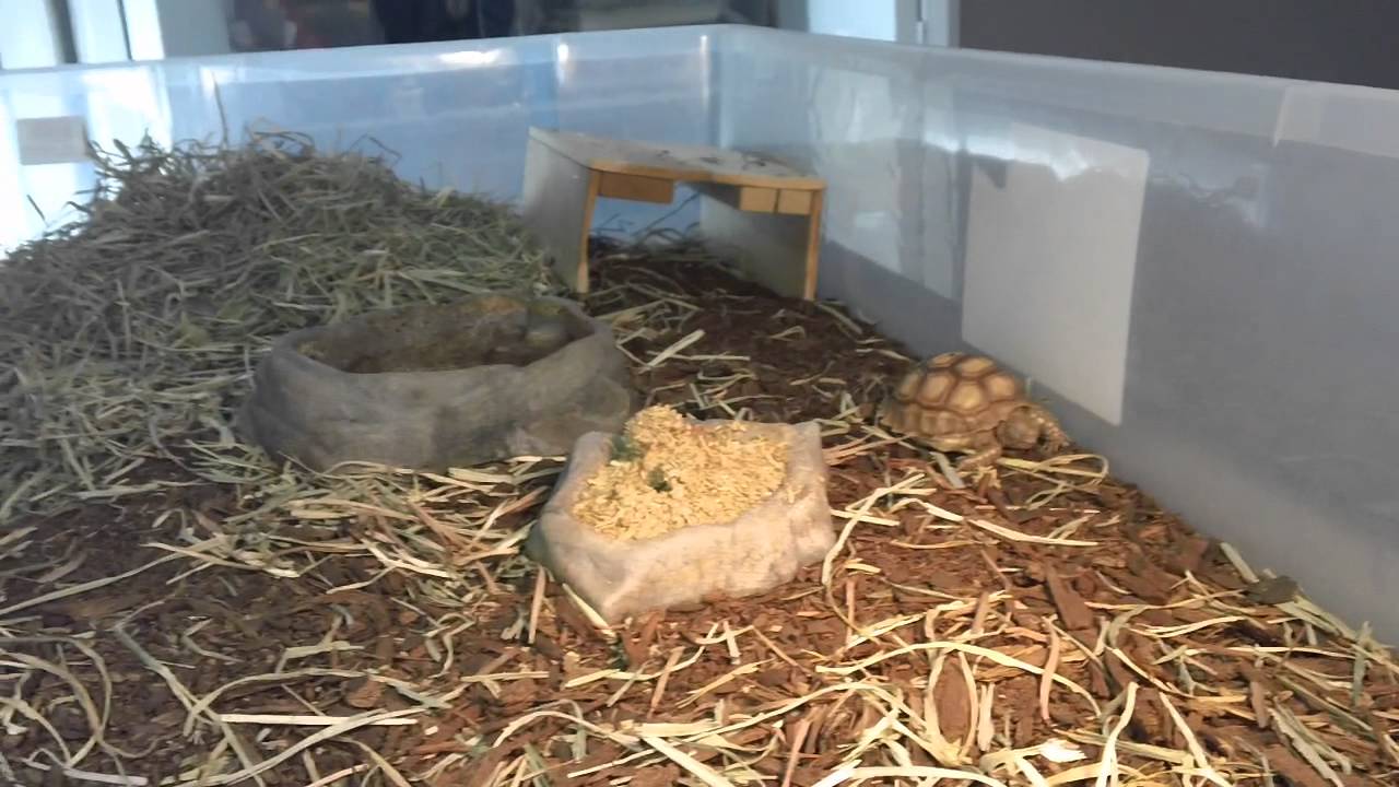amphibians nedir Reptile room update finally.