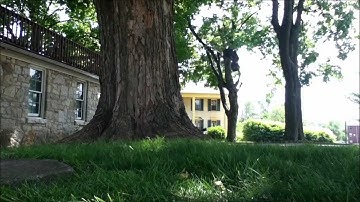 Traxxas Rustler VXL - Devil - Run video