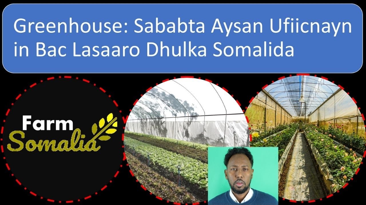 Greenhouse Sababta Aysan Ufiicnayn in Bac Lasaaro Dhulka Somalida