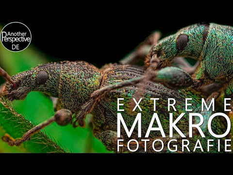 Extreme Makrofotografie Meistern mit diesen Tipps! Laowa 60mm auf APS-C