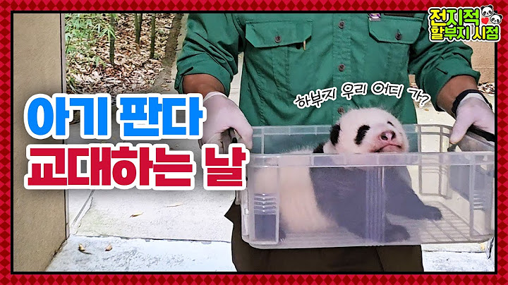 (SUB) Switch Every 10 Days? How Mother Panda Raises Twin Pandas🐼│ Panda World