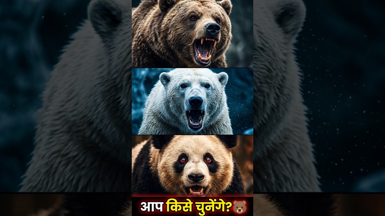 भालू के आठ प्रजातियाँ 🐼 | 8 Species of Bear 🐻 | Bear Facts | Funny Animal Facts | #animals #shorts