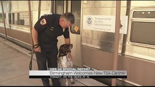 Birmingham welcomes new TSA canine