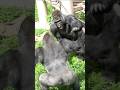 シャバーニに怒られたキヨマサKiyomasa got scolded by Shabani #gorilla