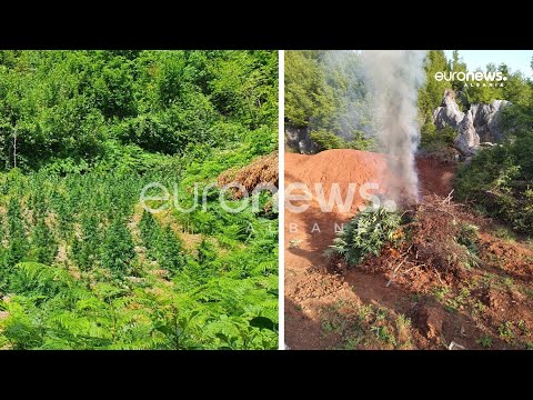 Pamje nga asgjesimi i mijëra bimëve të kanabisit në Shkodër