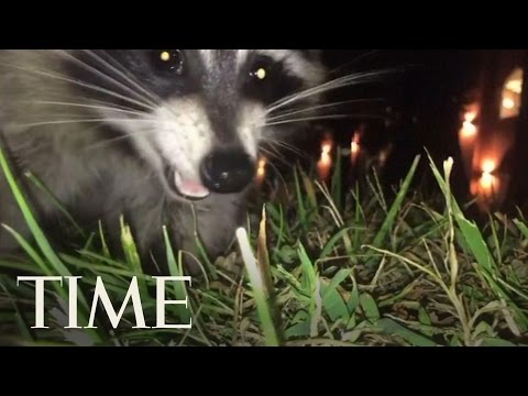 Raccoon Steals Student's Phone And Escapes On Camera At Kentucky Bellarmine University | TIME