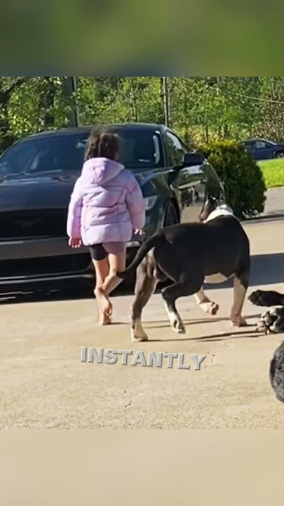 This is what a guard dog is supposed to be😲