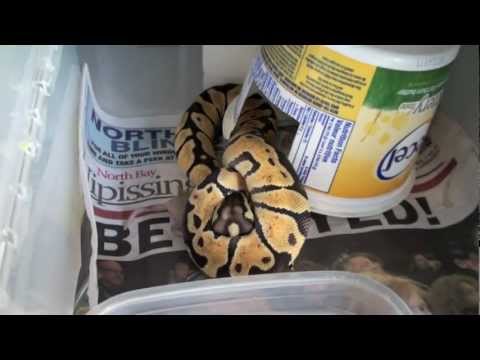 May 2012 Ball Python Update's + Feeding!