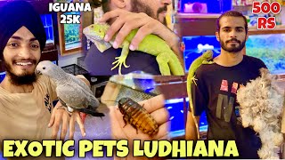 EXOTIC PETS LUDHIANA | IGUANA | AFRICAN GREY PARROT #viral