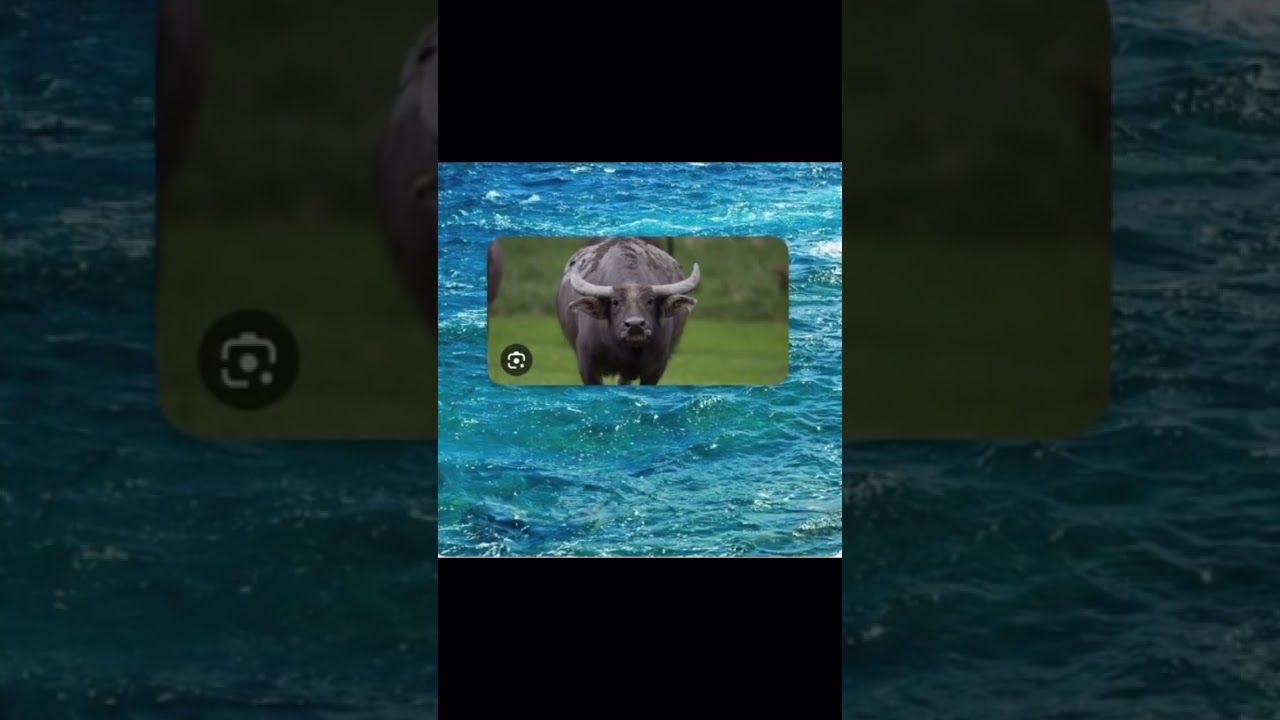 Water buffalo+water 