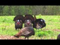 Four Strutting Gobblers and a Jake put on a show! (make sure you watch in fullscreen 1080p)