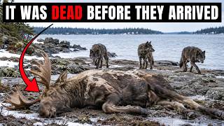 After 67 Years, Biologists Finally Know What's Killing Isle Royale's Moose