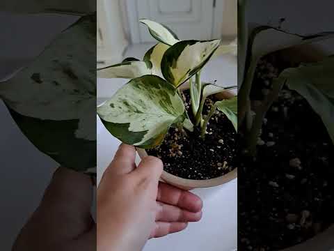 Комнатные цветы 💐