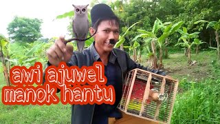 Awi ajuwel manok hantu..!! Madura lucu