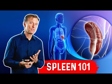 What Does the Spleen Do?