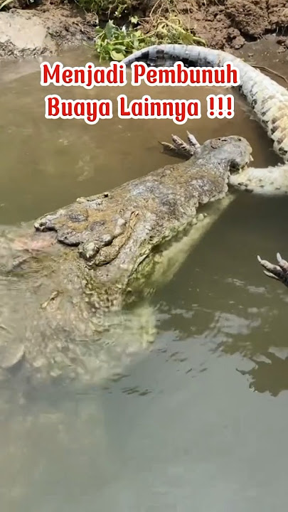 Buaya Pembunuh Buaya !!! Mau DiPelihara !!! Jangan Ya !!!