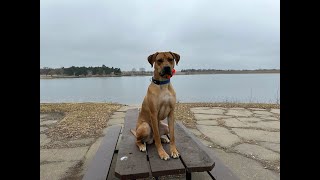 Rocky  1 Year Old Rhodesian Ridgeback  Dog Training Omaha NE, Off Leash Reliable Dog Training