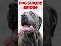 DOG SUICIDE BRIDGE  #scary #mystery #shorts #viralshorts