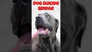 DOG SUICIDE BRIDGE  #scary #mystery #shorts #viralshorts