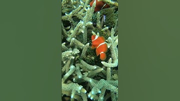 Finding clownfish #nemo #diving #gopro