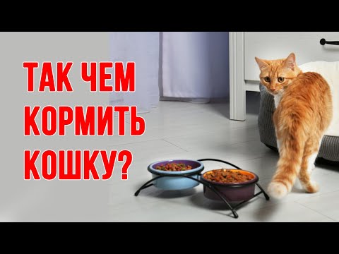 Видео: Как выбрать хороший корм для кошки