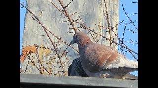 вечер/голуби/закрыл некоторых голубей от ястреба