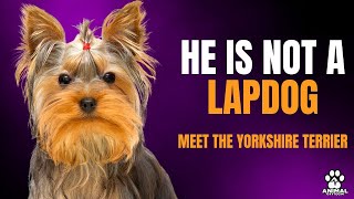 YORKSHIRE TERRIER: 8 THINGS YOU SHOULD KNOW