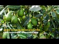 CÓMO ASOCIAR AGUACATE Y PIÑA PARA AUMENTAR LA RENTABILIDAD - TvAgro por Juan Gonzalo Angel