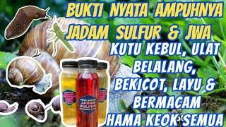 BUKTI AMPUHNYA JADAM WETTING AGENT dan JADAM SULFUR pada Ulat, Kutu, Belalang, Bekicot & Layu.