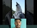 এটা হচ্ছে ভয়ংকর প্রাণী