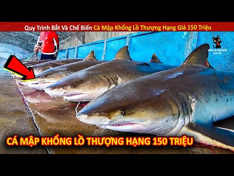 Quy Trình Bắt Và Chế Biến Cá Mập Khổng Lồ Thượng Hạng Giá 150 Triệu 