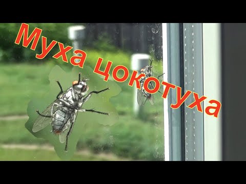 Муха цокотуха -утренний моцион.