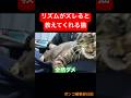 リズムがズレてると教えてくれる猫　#shorts #cat #今日の夏目くん #beatbox