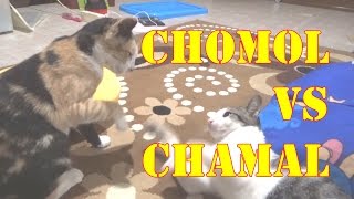 CHOMOL VS CHAMAL || KL12