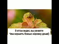 🐞ЧЕМ КОРМИТЬ БОЖЬЮ КОРОВКУ В ДОМАШНИХ УСЛОВИЯХ?🐞 САМЫЕ ПРОСТЫЕ СПОСОБЫ КОРМЛЕНИЯ 🐞