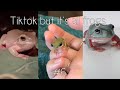 Tiktok but it’s all frogs #6