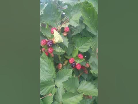Ежевичное "дерево" - YouTube
