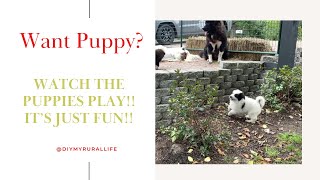 Our Great Pyrenees Puppies love life! Ready for homes! #viral #dogs #puppiesforsale #puppies #cute by DIY MY RURAL LIFE! 157 views 7 months ago 28 minutes