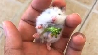 FUNNY CUTE HAMSTERS VİDEOS COMPİLATİON by Funny World 841 views 5 years ago 5 minutes, 37 seconds