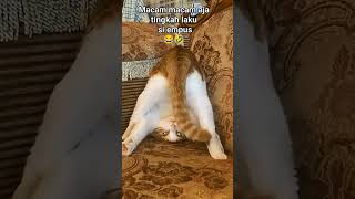 Download Lagu Ulah lucu sikucing rumahan MP3