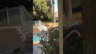 Must Watch ..Palm Tree Removal - Our Backyard