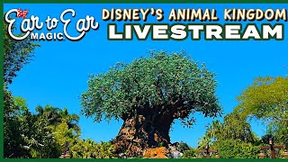 LIVE  Disney's Animal Kingdom  Walt Disney World Livestream 05.10.24