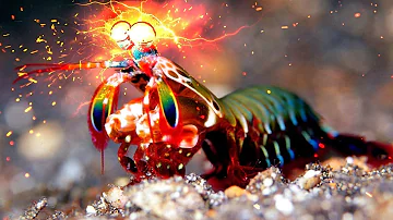 ¿Podría un camarón mantis hacer daño a un humano?