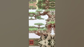 những video cây cảnh đẹp của các nhà vườn 0386700914 giao luư các loại cây cảnh