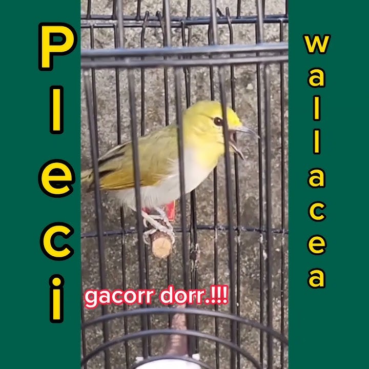 Pleci Wallacea Pancingan Manjur Langsung Nyaut Emosi.!!!